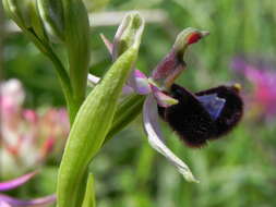 Слика од <i>Ophrys <i>bertolonii</i></i> subsp. bertolonii