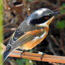 صورة Batis capensis capensis (Linnaeus 1766)