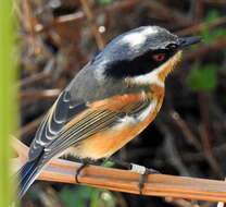 Image of Batis capensis capensis (Linnaeus 1766)