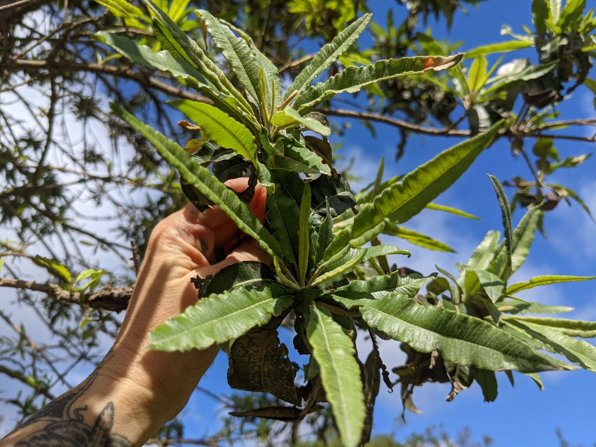 Lyonothamnus floribundus subsp. floribundus的圖片