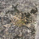 Image of Rytidosperma alpicola (Vickery) Connor & Edgar