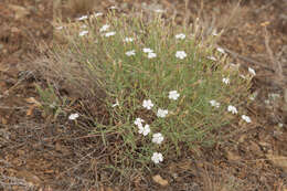 Image of Dianthus ramosissimus Pall. ex Poir.