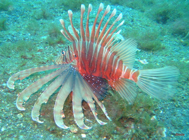 Image of Russell's lionfish