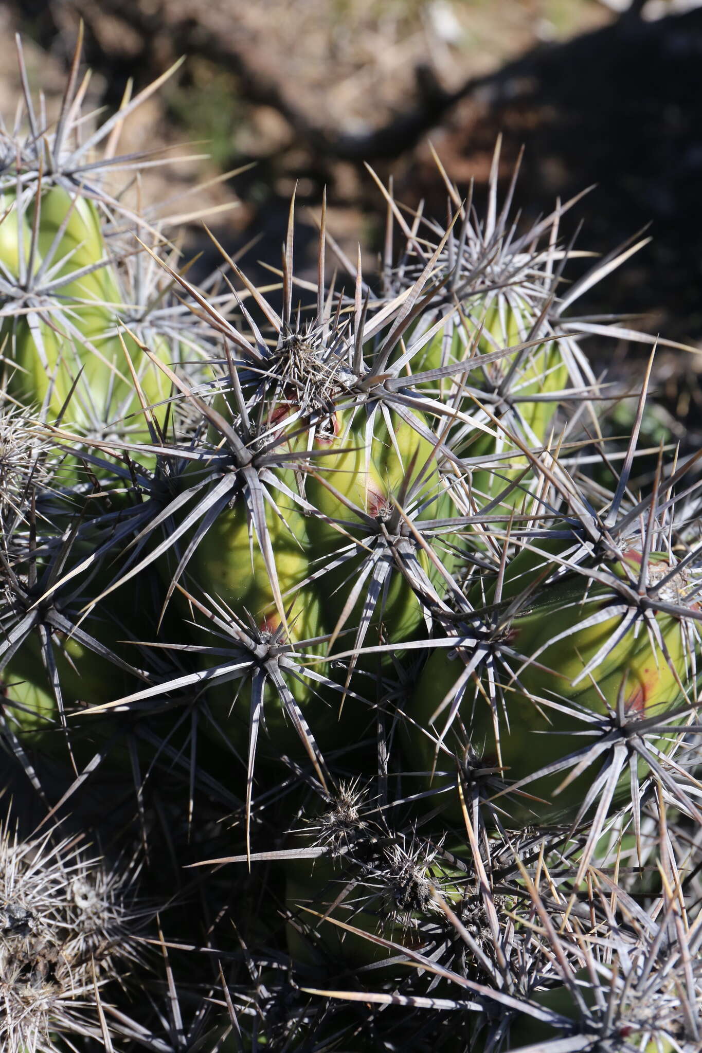 Image of Corynopuntia invicta (Brandegee) F. M. Knuth