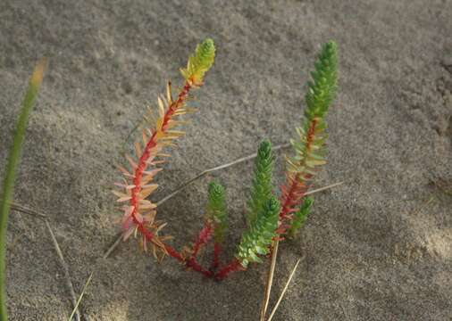 Image of sea spurge