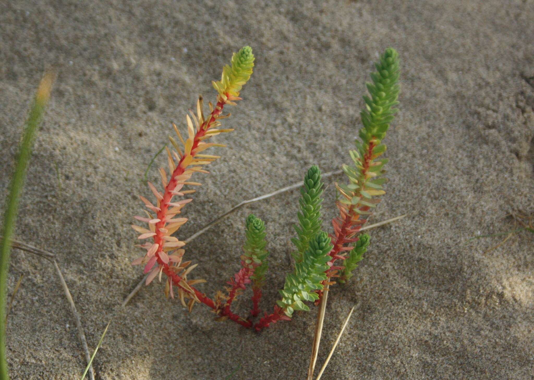 Image of sea spurge