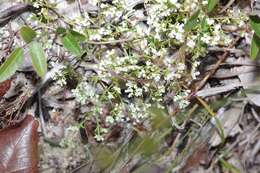 Image of American nailwort