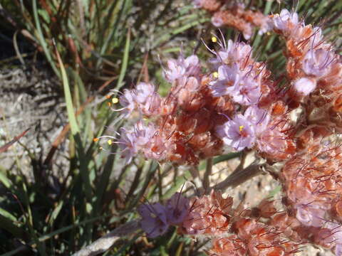 Image of Dilatris ixioides Lam.