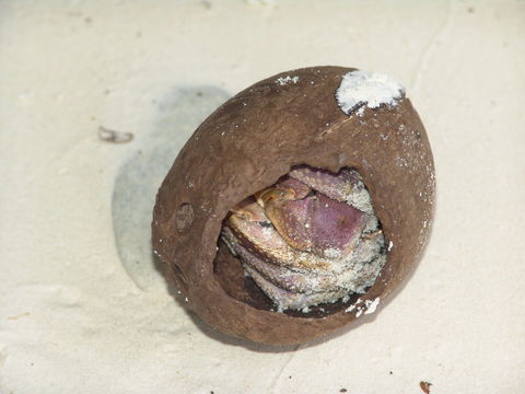 Image of Coconut Crab