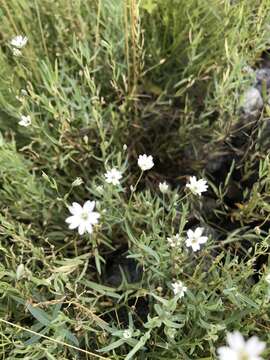 Image of Stellaria dahurica Willd. ex Schltdl.