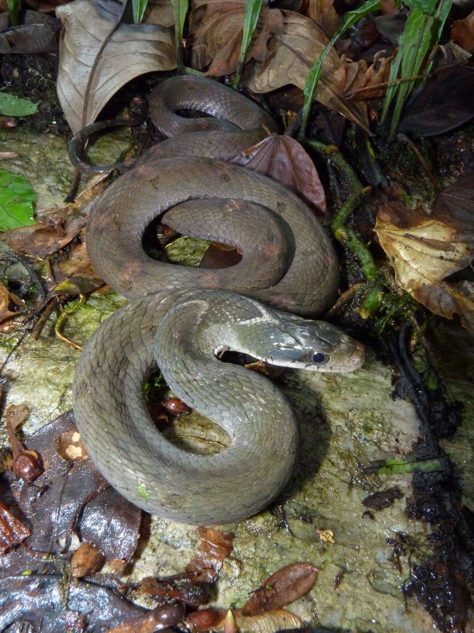 Image of Big-eyed mountain keelback