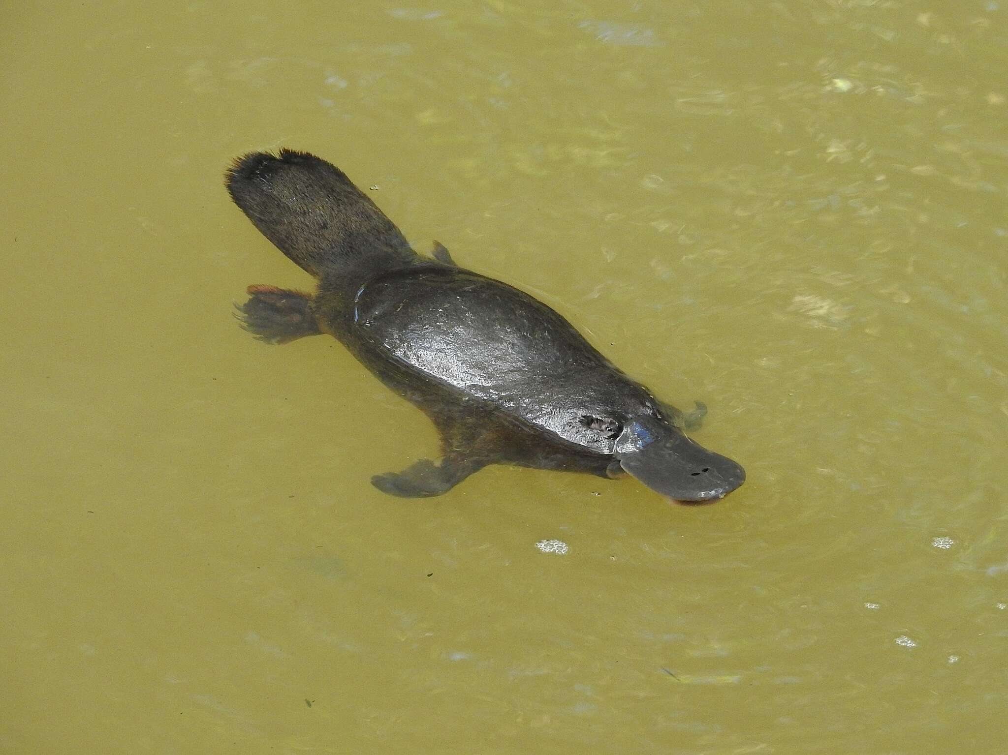 Image of platypus