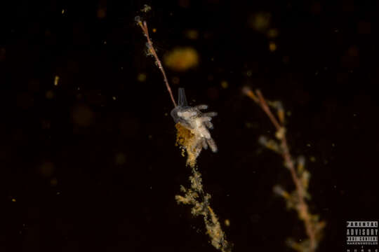 Image of Tenellia A. Costa 1866