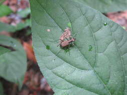 Image of Cylindera (Ifasina) kaleea (Bates 1866)