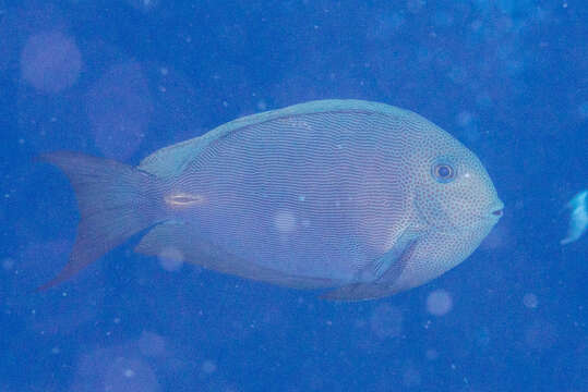 Sivun Acanthurus nubilus (Fowler & Bean 1929) kuva