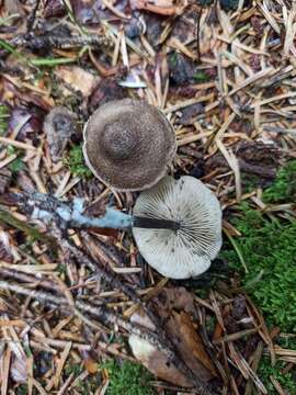 Image de Entoloma lampropus (Fr.) Hesler 1967