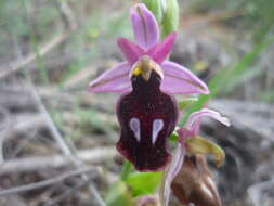 Image of Horseshoe bee-orchid