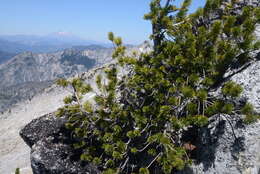 Image of foxtail pine