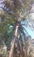 Image of coconut palm