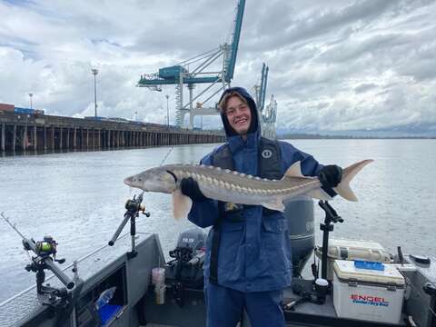 Image of White Sturgeon