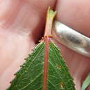 Sivun Salix lucida subsp. lucida kuva