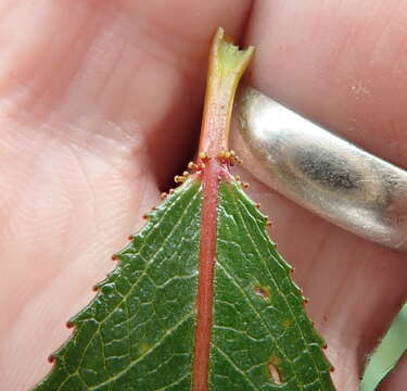 Salix lucida subsp. lucida的圖片