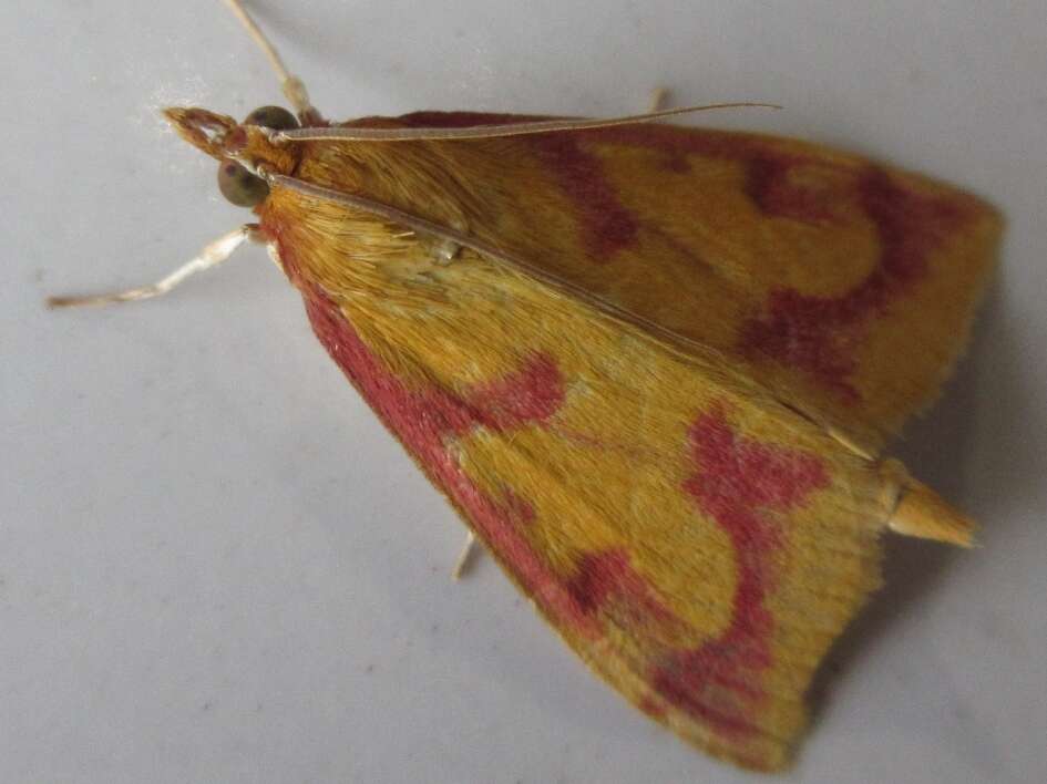 Ostrinia palustralis Hübner 1796 resmi