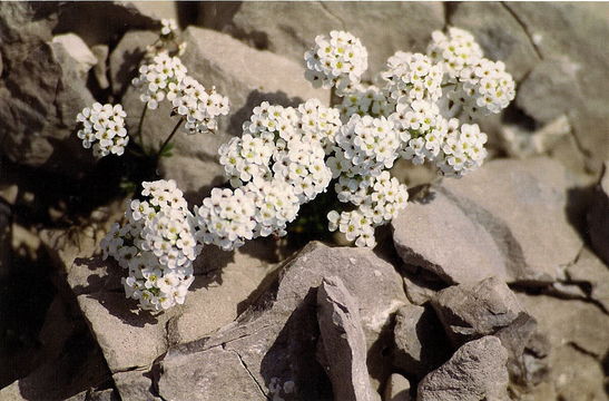 Image of <i>Pritzelago alpina</i>