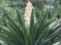 Image of moundlily yucca