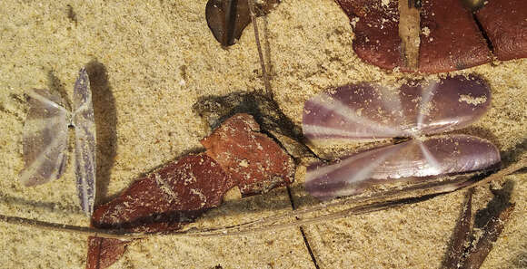 Image of sunset razor clam