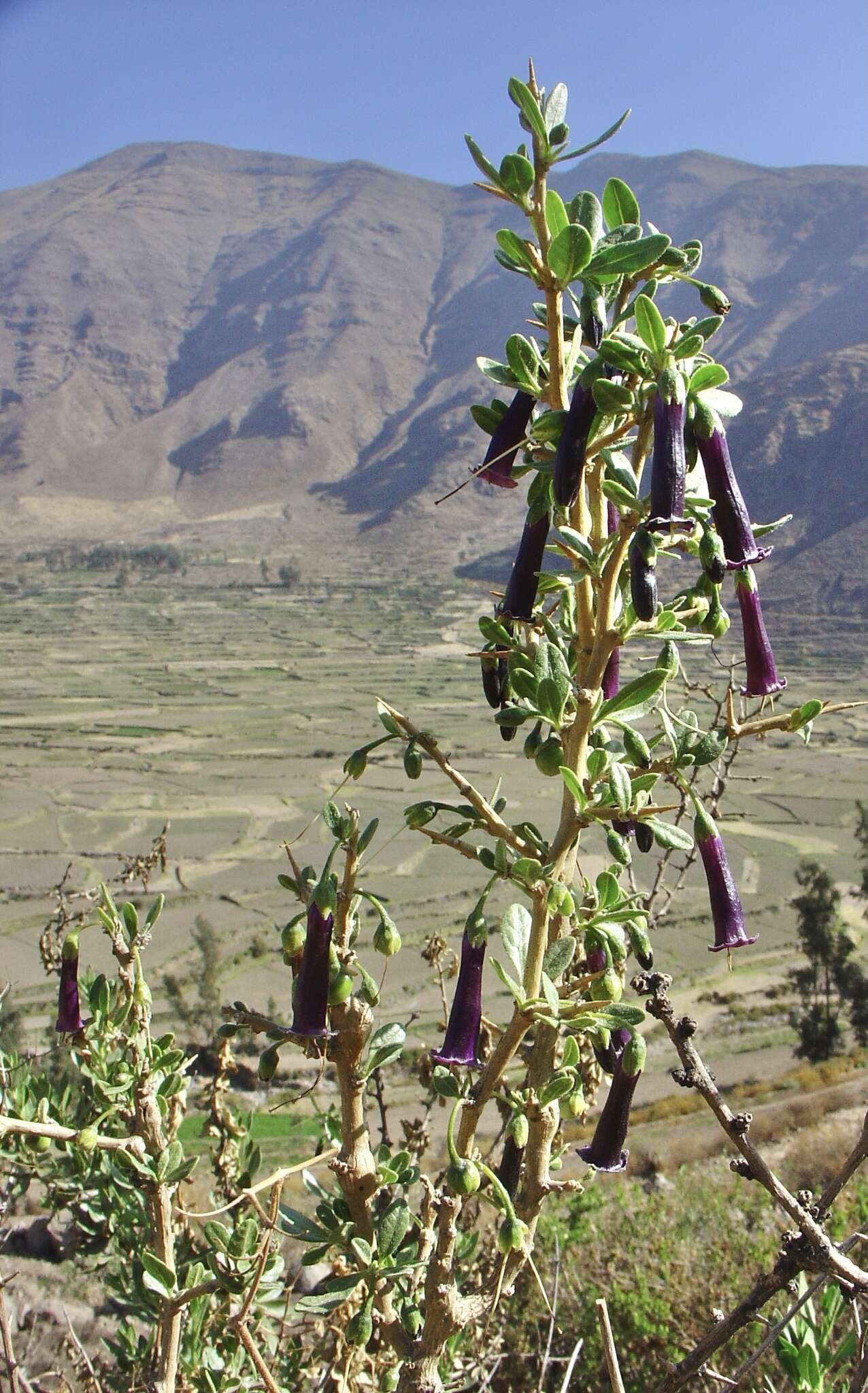 Image of Dunalia spinosa (Meyen) Damm.