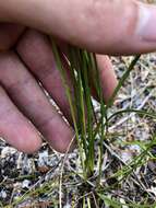 Image of Pine-Barren Beak Sedge