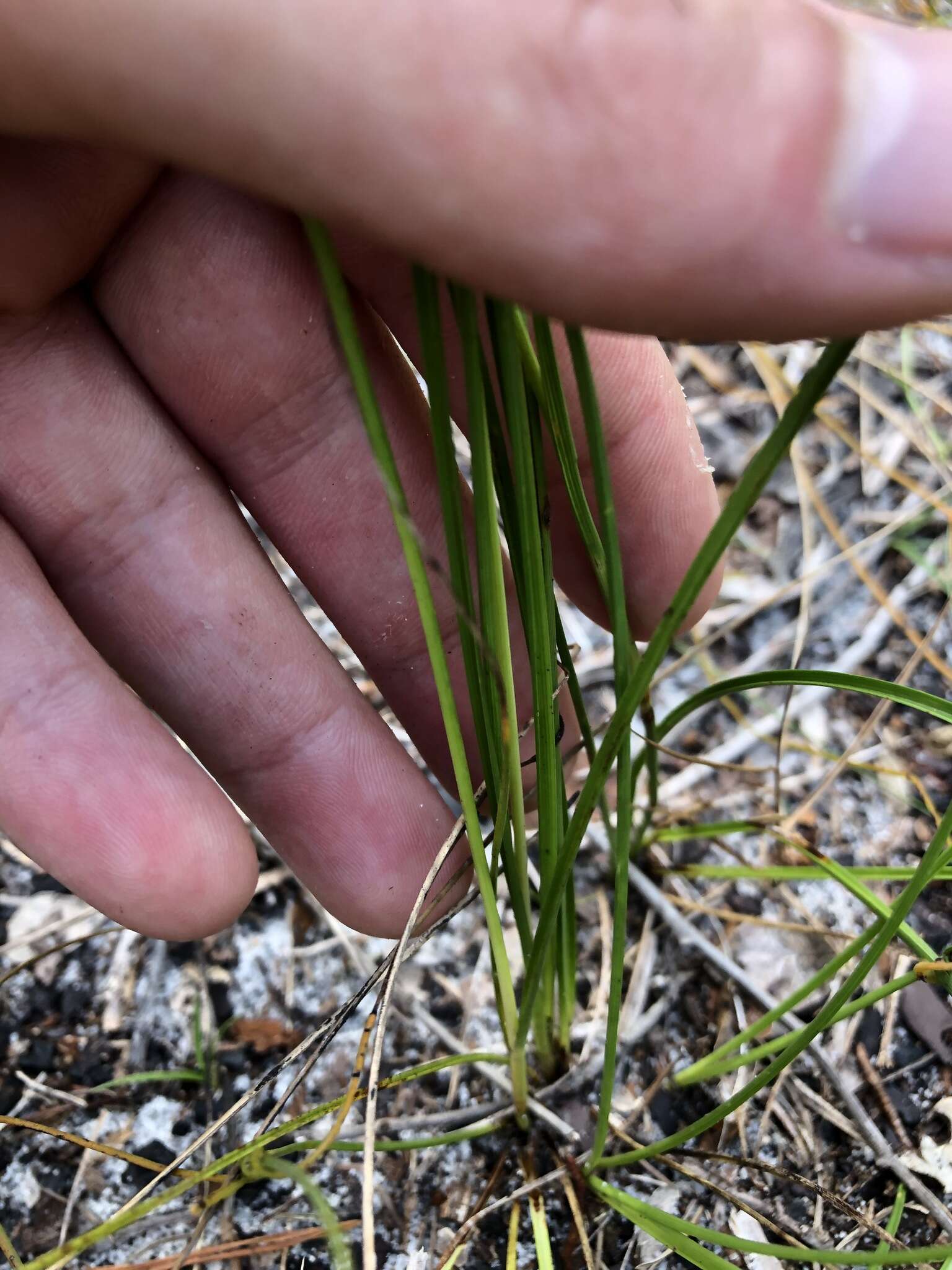 Image of Pine-Barren Beak Sedge