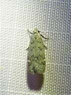 Image of Anacampsis comparanda Meyrick 1929