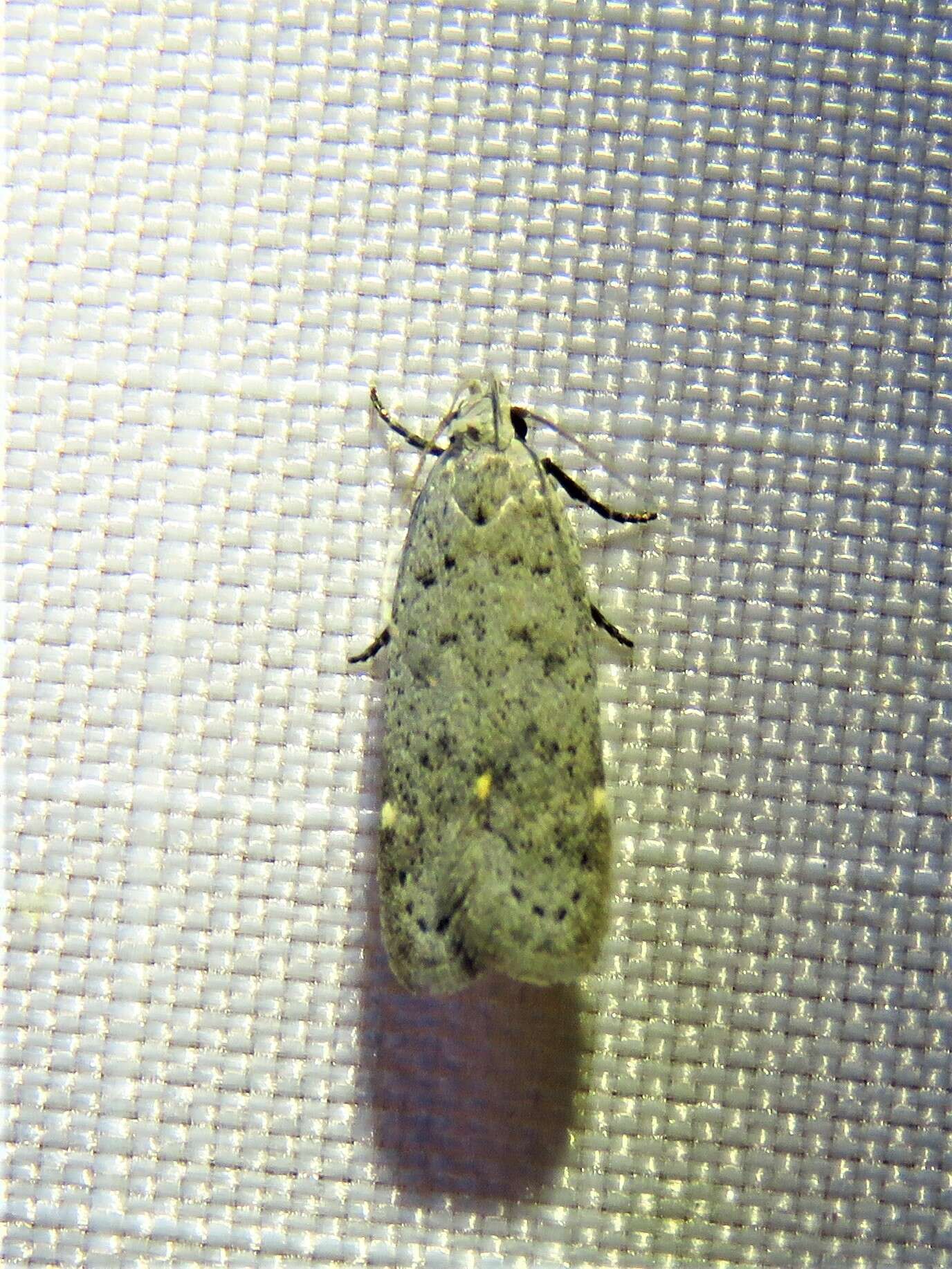 Image of Anacampsis comparanda Meyrick 1929