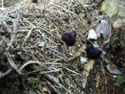 Plancia ëd Gyromitra longipes Harmaja 1979