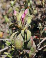 Plancia ëd Rhododendron macrosepalum Maxim.