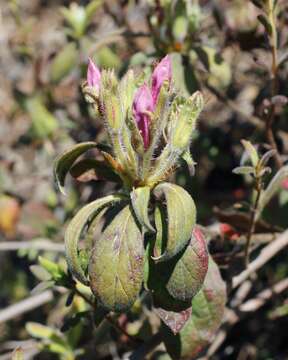 Image of Rhododendron macrosepalum Maxim.