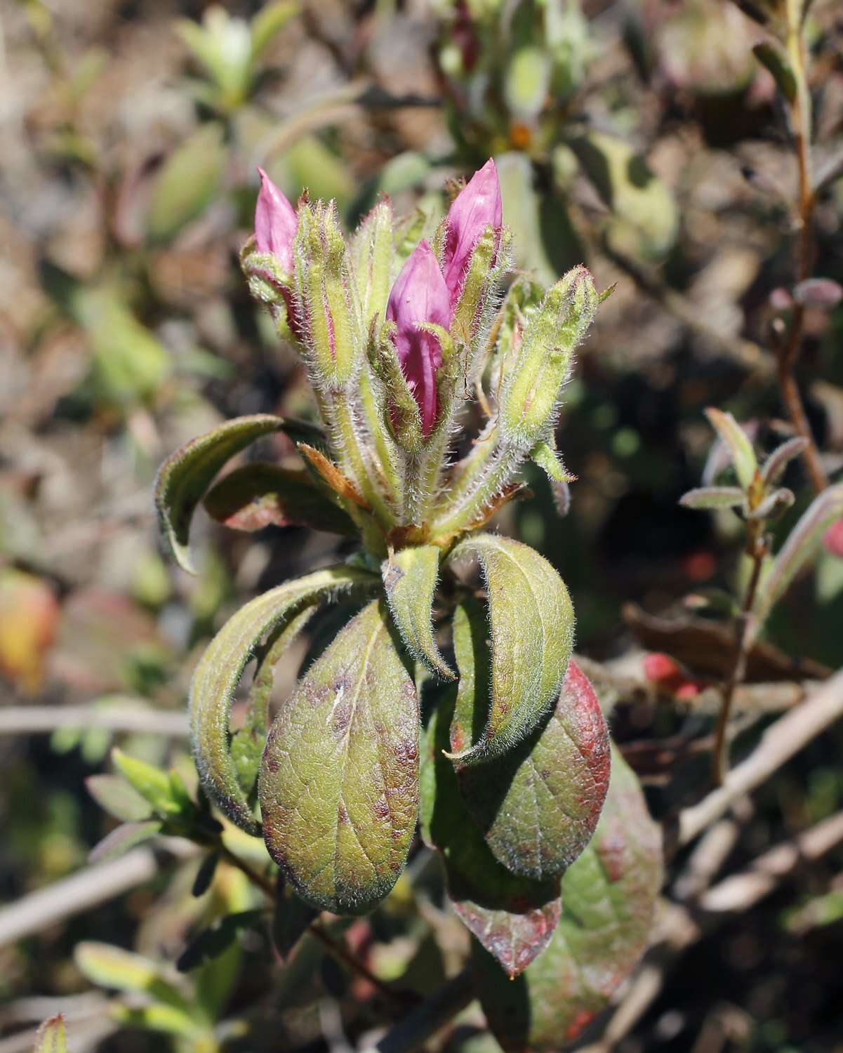 Plancia ëd Rhododendron macrosepalum Maxim.