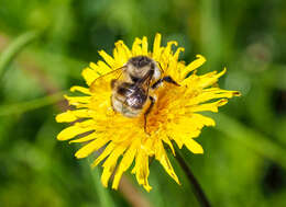 Image de Bombus deuteronymus Schulz 1906