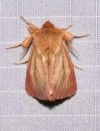 Image of Nephelodes carminata Smith 1890
