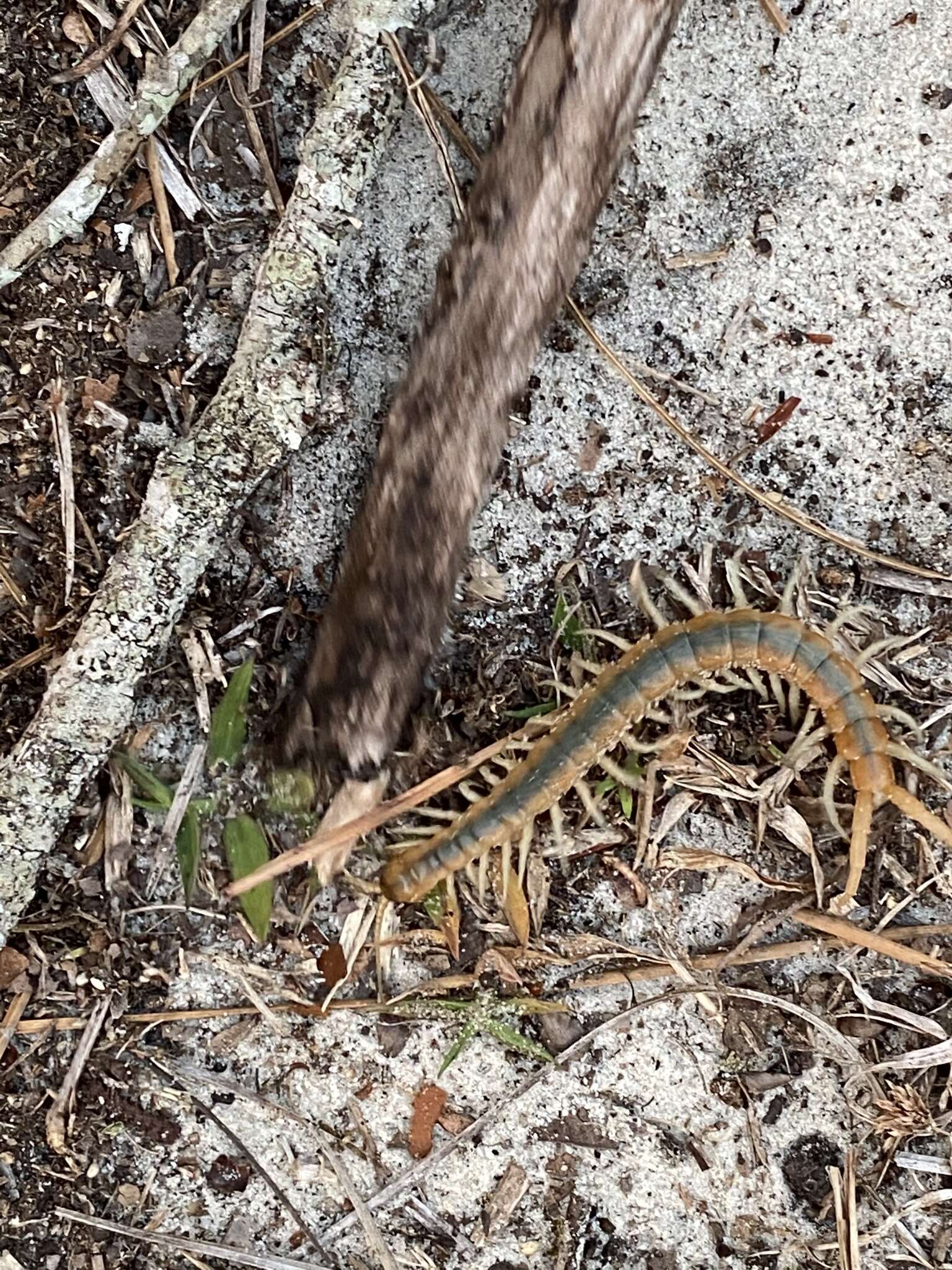 Image of Scolopendra viridis viridis Say 1821