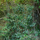 Image of Ixora philippinensis Merr.