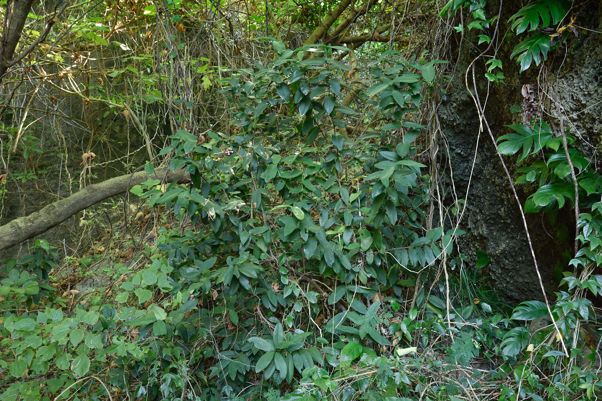 Image of Ixora philippinensis Merr.