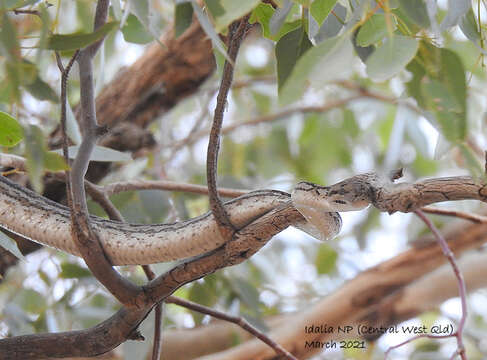 Image of Morelia spilota metcalfei Wells & Wellington 1984