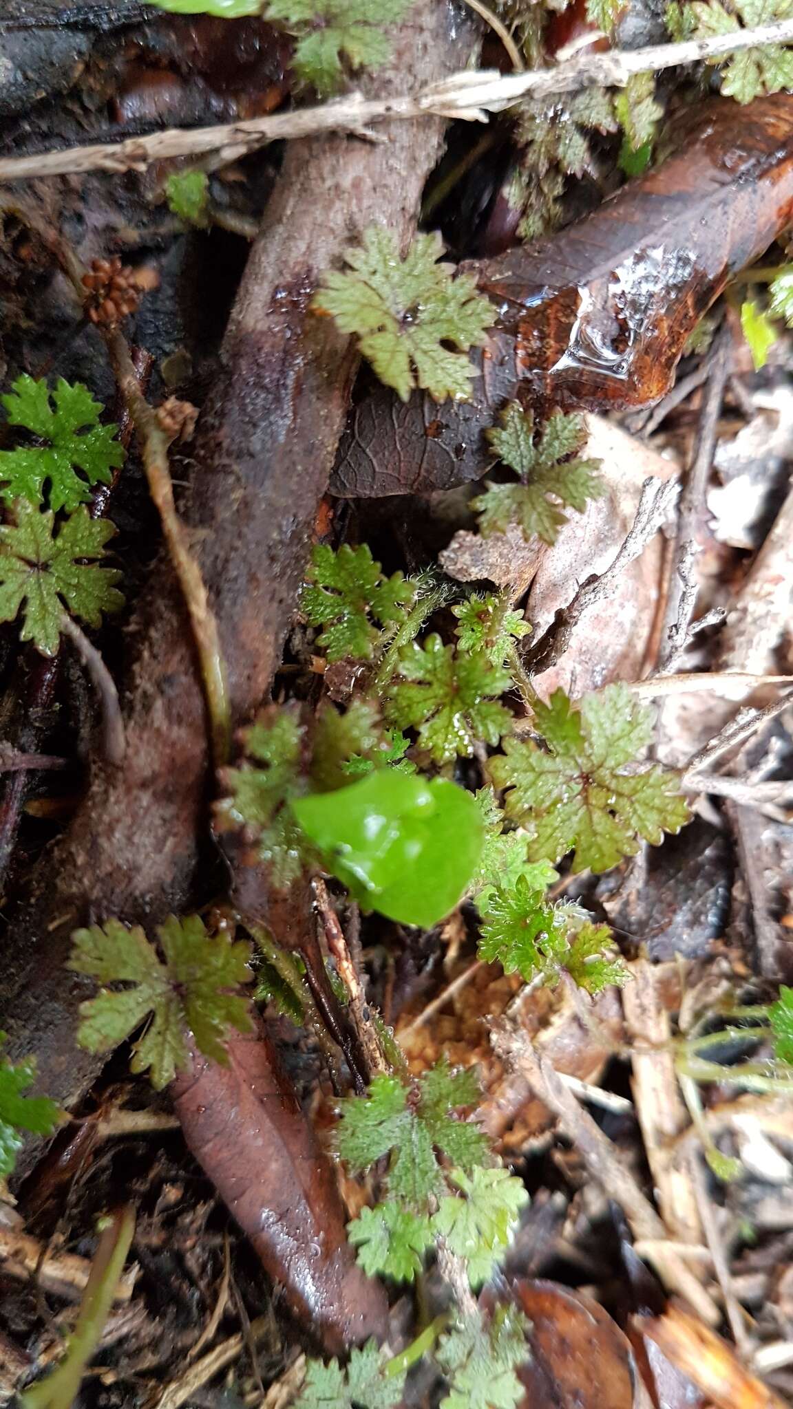 Image of Hydrocotyle dissecta Hook. fil.