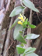 Image of Vanilla palmarum (Salzm. ex Lindl.) Lindl.