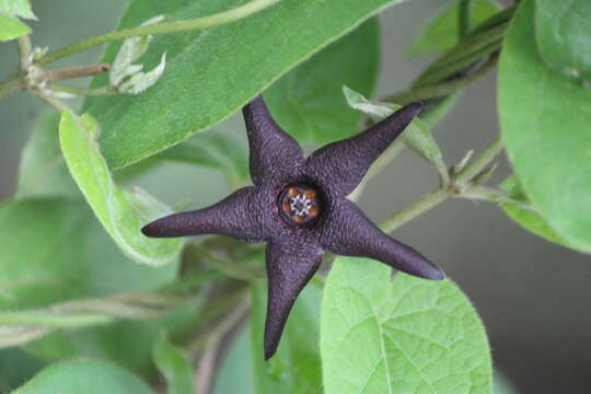 Image of Matelea pilosa (Benth.) R. E. Woodson