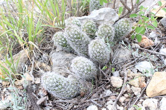 Image of Mammillaria sphacelata subsp. sphacelata