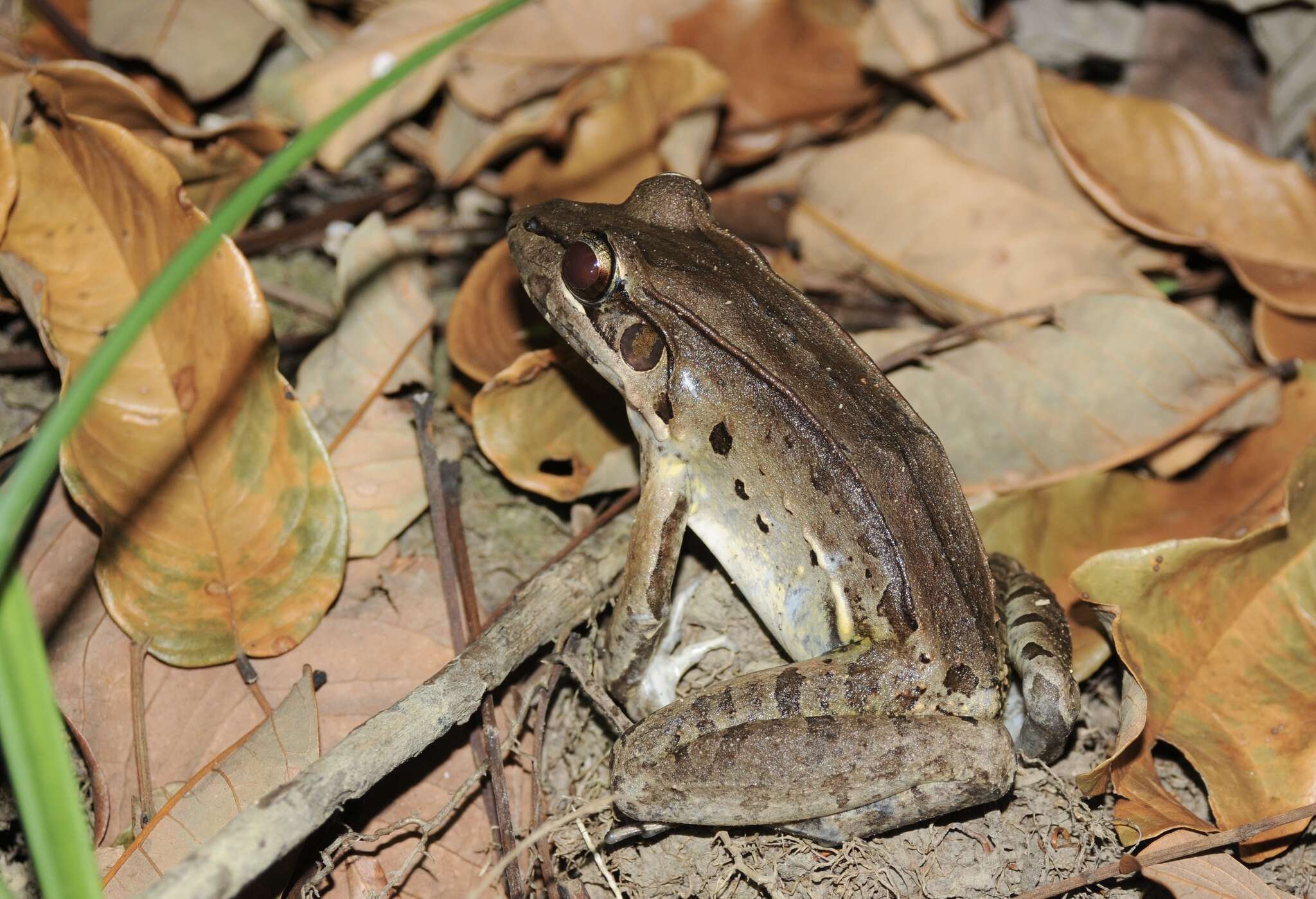 Image of Leptodactylus guianensis Heyer & de Sá 2011